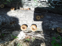 DSCF8493