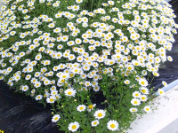 SUNP0789